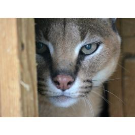 Poukaz Allegria - den ošetřovatelem v Zooparku
